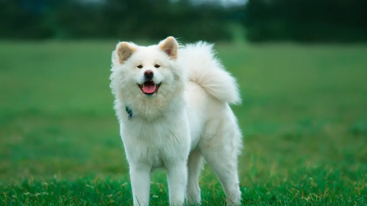 Akita bianco a pelo lungo in un prato