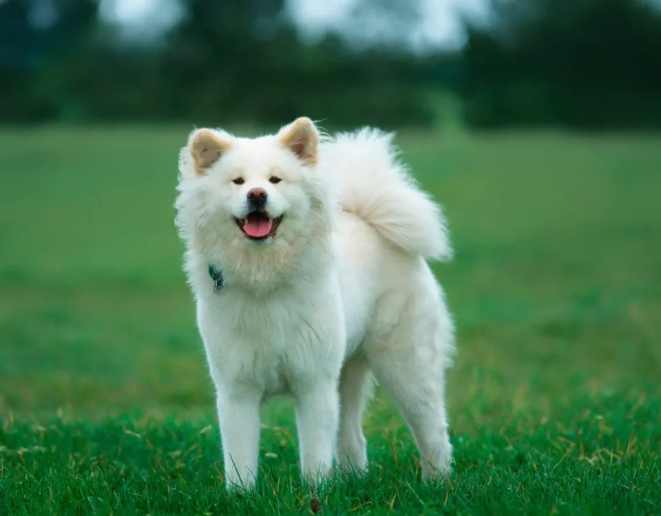 Akita bianco a pelo lungo in un prato