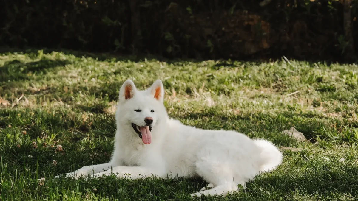 Akita bianco sdraiato nel prato