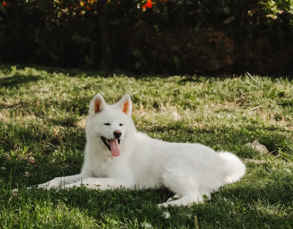 Akita bianco sdraiato nel prato