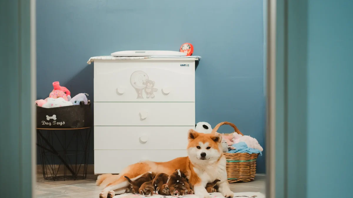 Mamma Akita con i cuccioli nella nursery