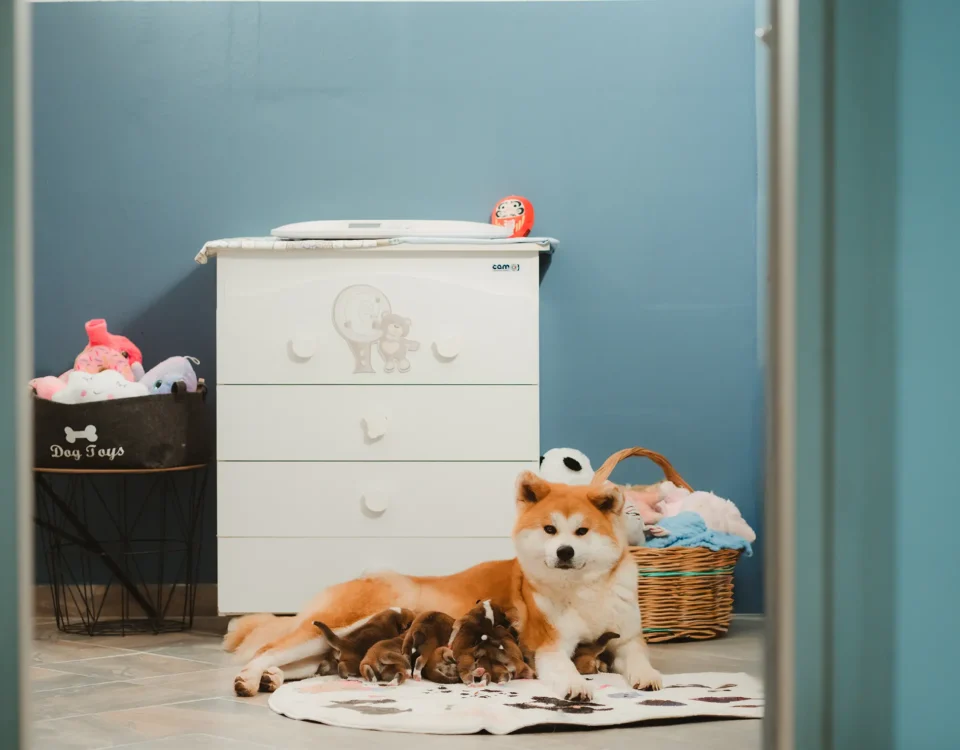 Mamma Akita con i cuccioli nella nursery