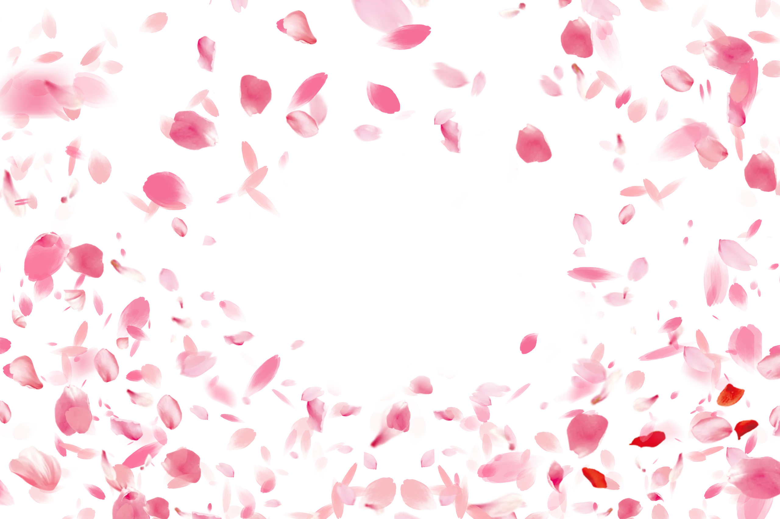 Petali decorativi rosa – composizione 2
