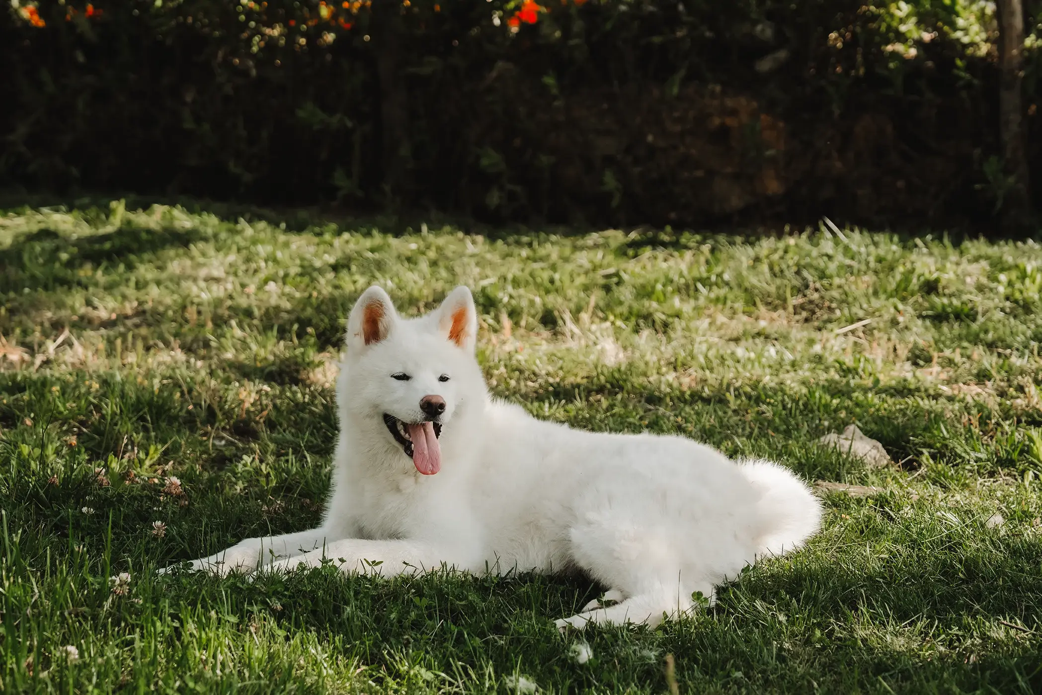 Akita bianco sdraiato nel prato