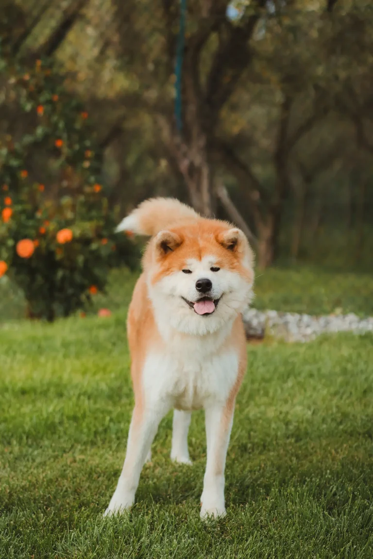 Akita rosso nel prato dell’allevamento