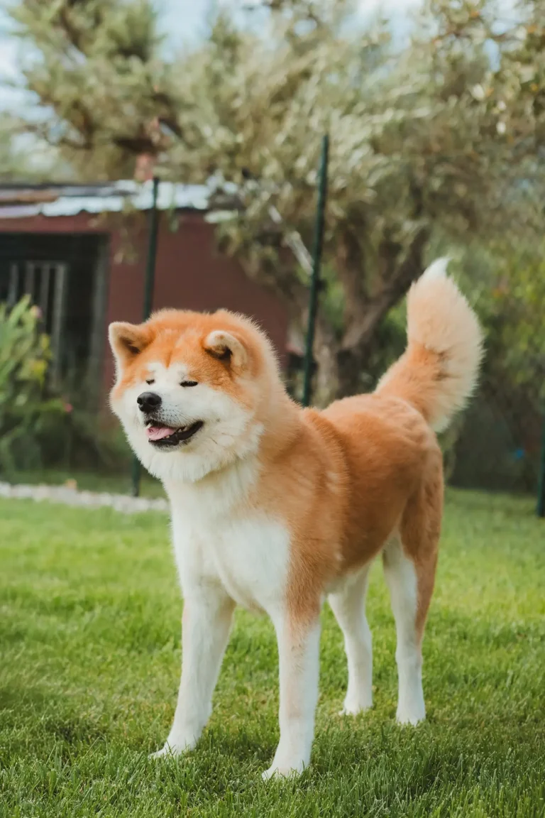 Akita rosso nel prato dell’allevamento
