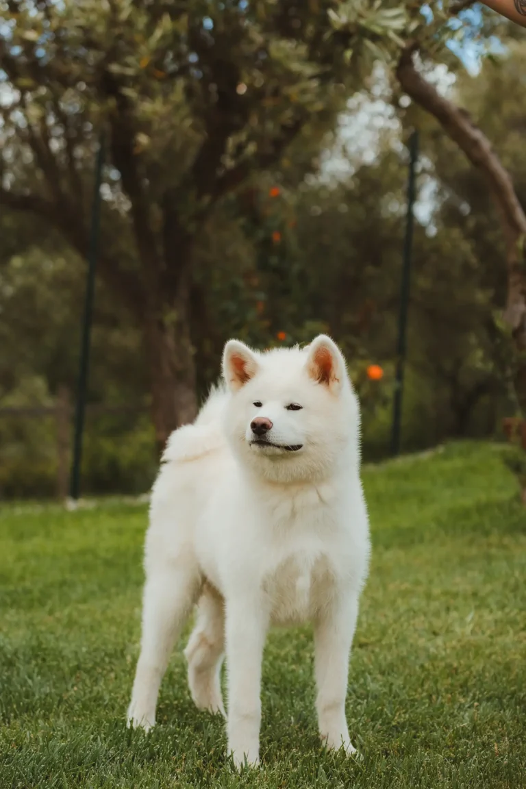 Akita bianco nel prato dell’allevamento