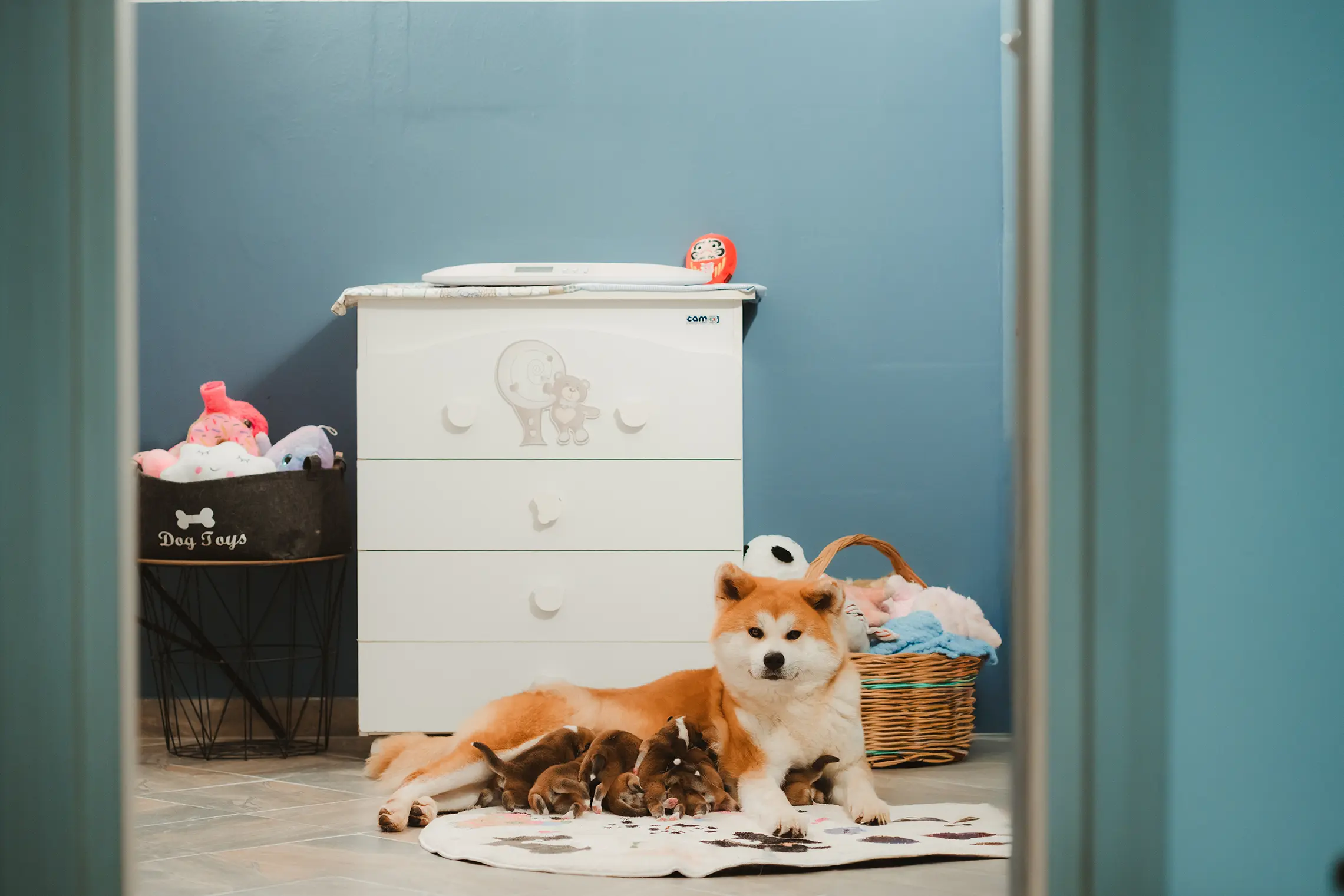 Mamma Akita con i cuccioli nella nursery