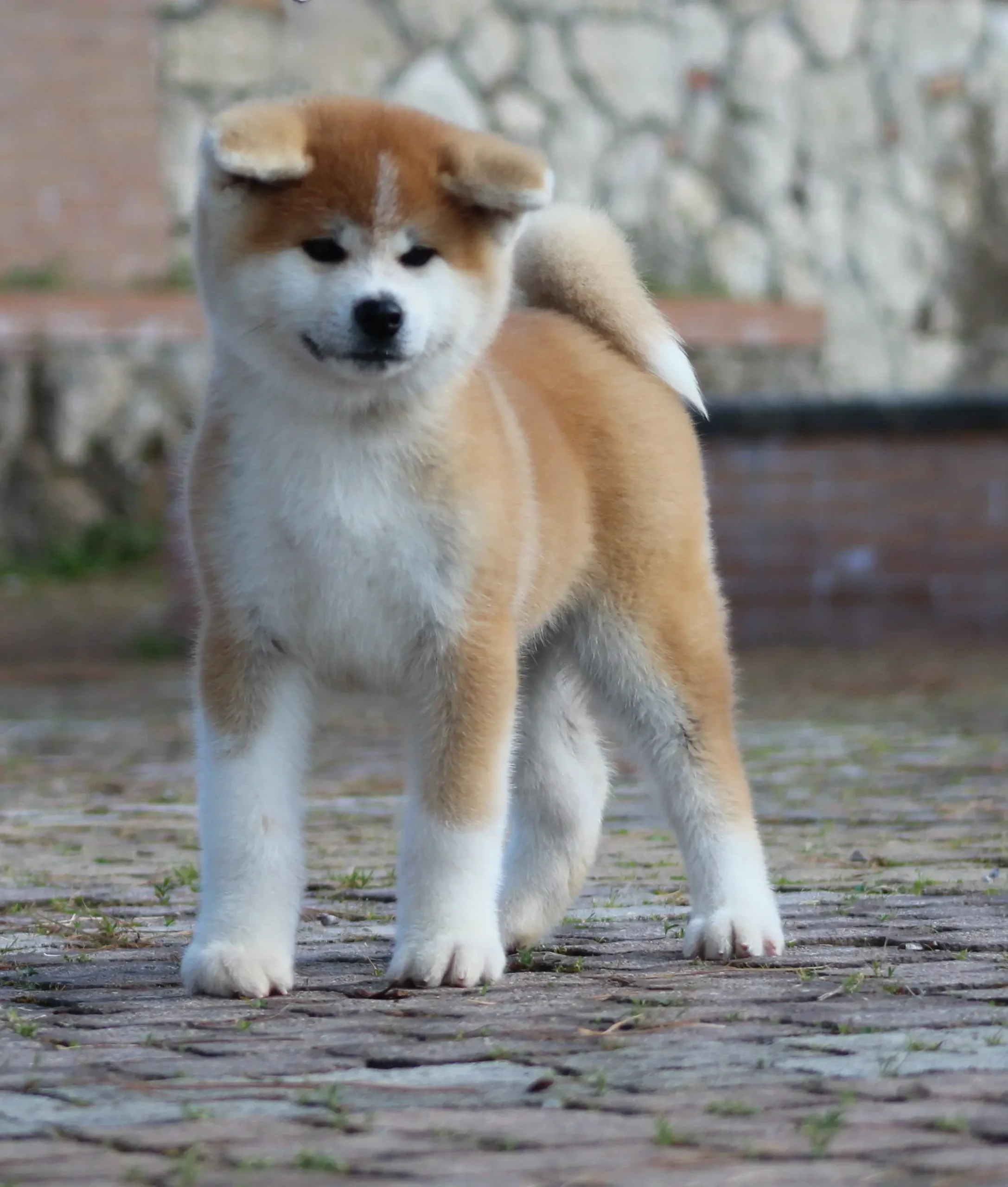 Cucciolo di Akita rosso e bianco