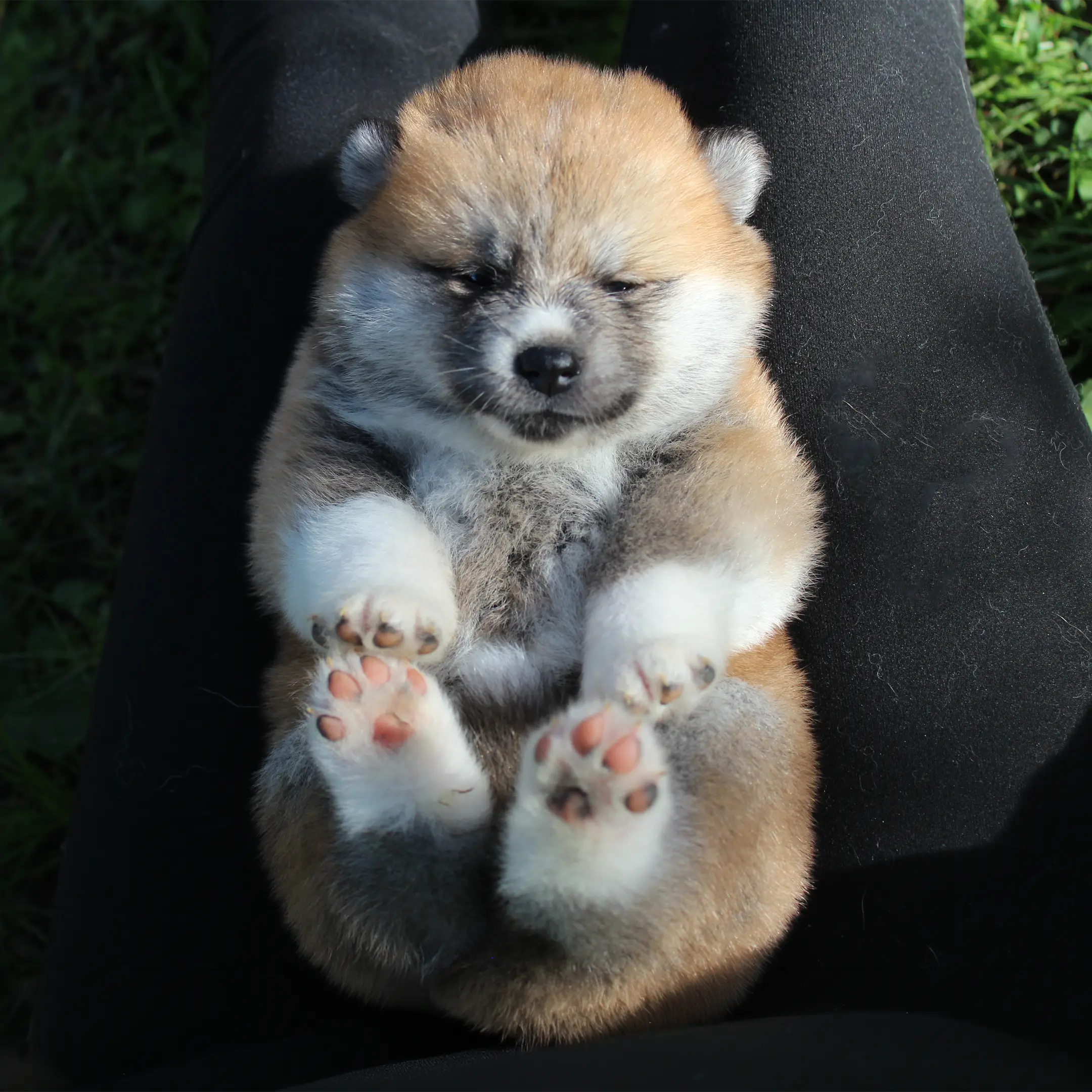 Cucciolo di Akita nelle prime settimane di vita